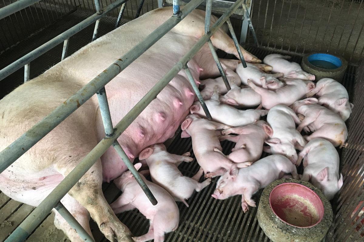 Pigs feeding piglets