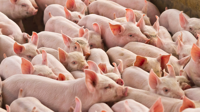 Iron-deficiency Anaemia in Piglets