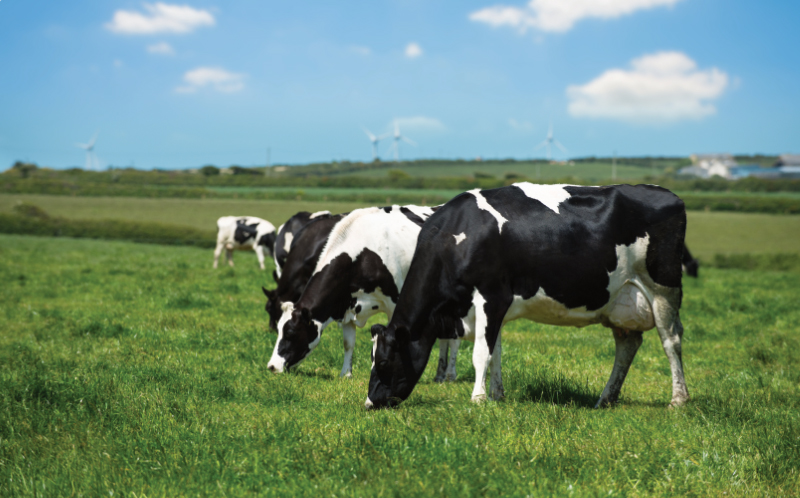 Dairy cows grazing on a green field