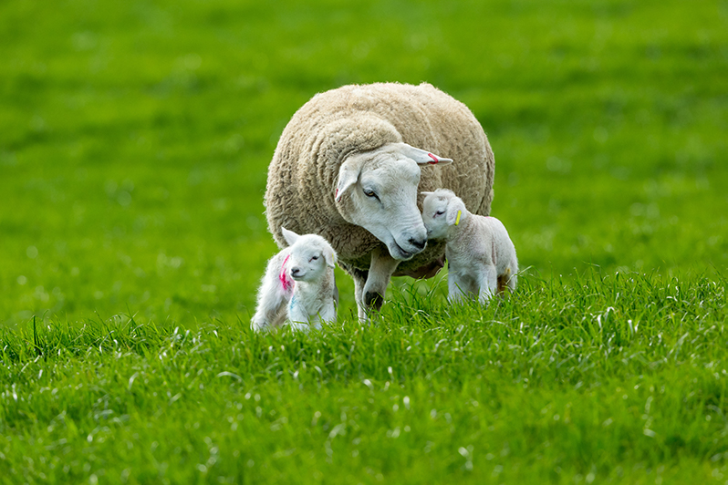 Sheep and babies sheep on green field